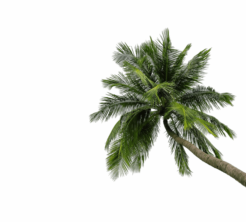 coconut tree isolated white background 1